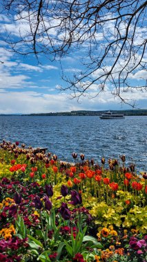 Almanya 'nın Uberlingen şehrinde bir bahar günü bir sürü renkli lalenin olduğu pitoresk Bodensee veya Constance Gölü