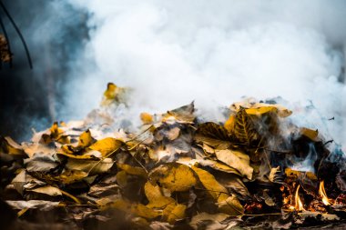 Yanıyorum. Dumanlı sonbahar şenlik ateşi. Sarı yapraklar dumanda.