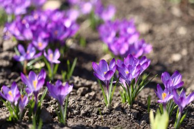 Çuha çiçekleri çiçek açtı. Safran. Crocus çiçekleri. İlk bahar çiçekleri.