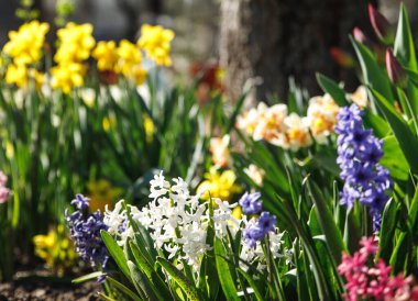 Bahar çiçekleri. Hyacinth, narcissus, doğa, güzellik, bahçede çiçekler.