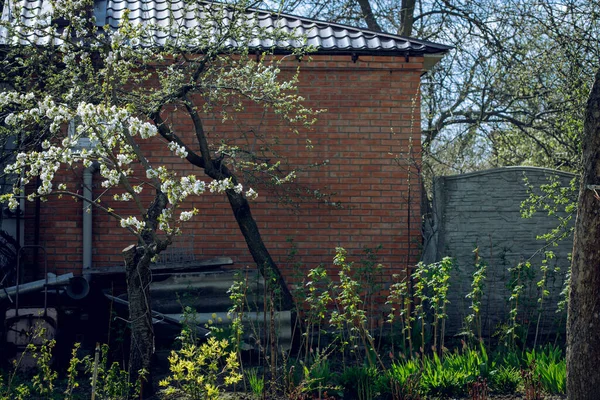 Plantar el jardín es creer en el mañana. Jardín de manzanas. Los manzanos crecen en huertos frutales. Árboles de jardín en el día soleado. Jardinería. Orchard. Temporada de verano u otoño. Tiempo de cosecha. — Foto de Stock