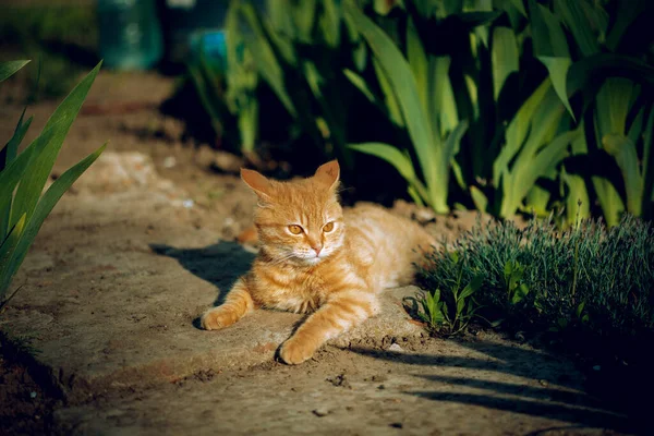 Pregnant tabby cat lying down on green grass enjoying the sun. happy cat sleeping in the grass. pregnant cat sunbathing in the garden.tabby cat in black and brown colors — Stock Photo, Image