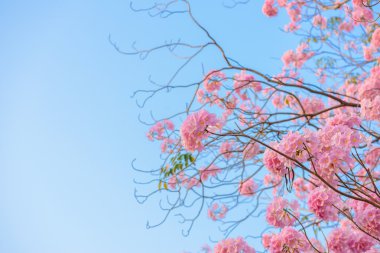 Bir pembe çiçek Neotropik ağaç ve mavi gökyüzü Tabebuia rosea olduğunu