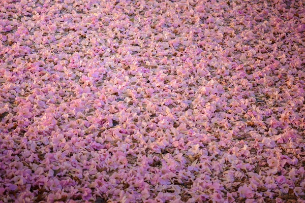 Tabebuia roseaの背景はピンクの花の新栄養樹です — ストック写真