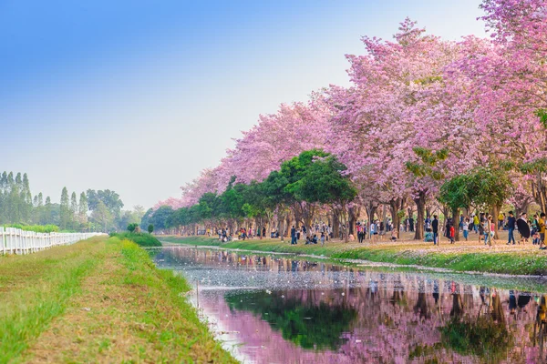 Tabebuia rosea est un arbre néotropical à fleurs roses à Nakhon Patho — Photo