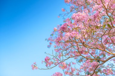 Bir pembe çiçek Neotropik ağaç ve mavi gökyüzü Tabebuia rosea olduğunu