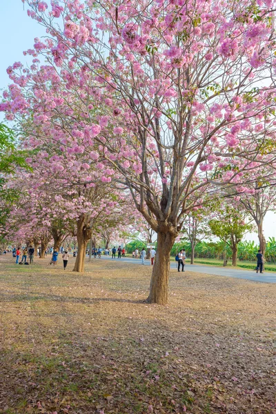 Tabebuia rosea pembe çiçek Neotropik ağaç Nakhon Patho içinde olduğunu — Stok fotoğraf