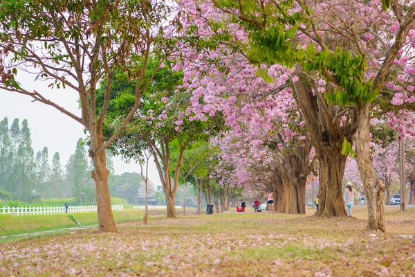 Tabebuia rosea jest drzewem neotropical różowy kwiat w Nakhon dziedzicznych — Zdjęcie stockowe