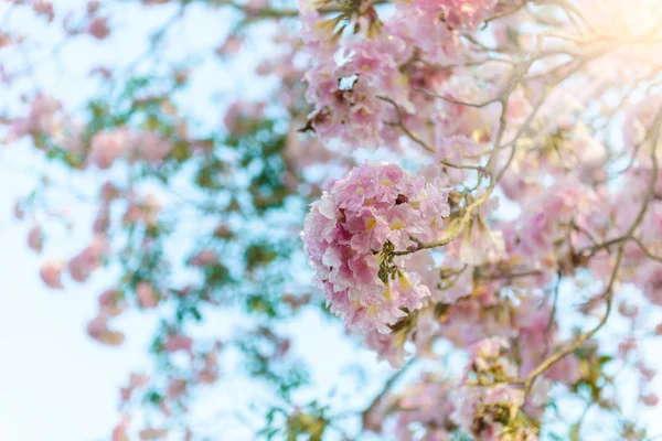 Tabebuia rosea pembe çiçek neotropikal ağaç — Stok fotoğraf