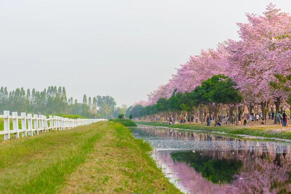 Tabebuia rosea est un arbre néotropical à fleurs roses à Nakhon Patho — Photo