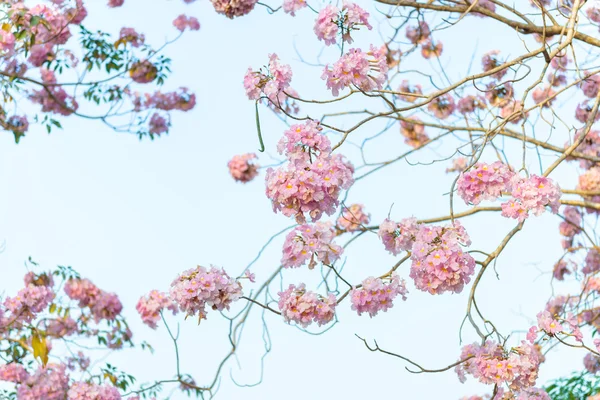 Bir pembe çiçek Neotropik ağaç ve mavi gökyüzü Tabebuia rosea olduğunu — Stok fotoğraf