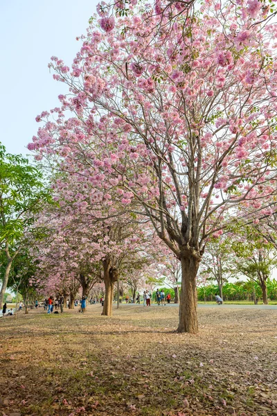 Tabebuia rosea est un arbre néotropical à fleurs roses à Nakhon Patho — Photo