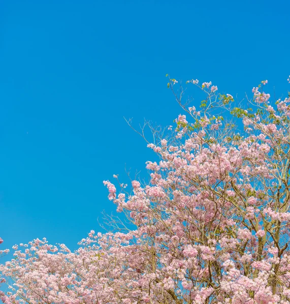Tabebuia rosea is een roze bloem neotropische boom en de blauwe hemel — Stockfoto