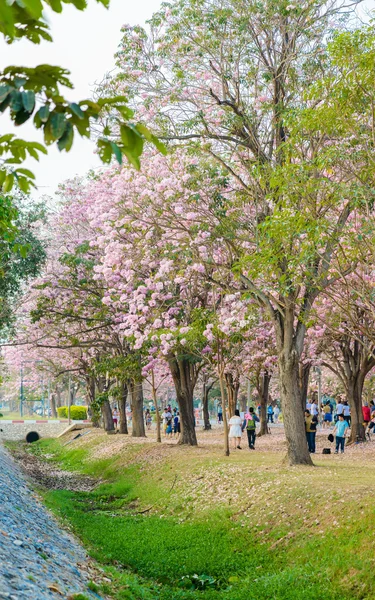 Tabebuia rosea är en rosa blomma neotropical träd i Nakhon Patho — Stockfoto