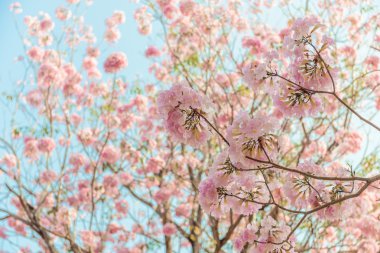 Tabebuia rosea pembe çiçek neotropikal ağaç