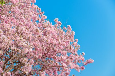 Bir pembe çiçek Neotropik ağaç ve mavi gökyüzü Tabebuia rosea olduğunu