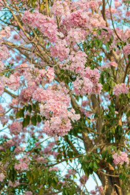 Tabebuia rosea pembe çiçek neotropikal ağaç
