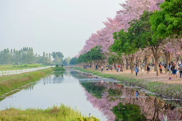 Tabebuia rosea jest drzewem neotropical różowy kwiat w Nakhon dziedzicznych — Zdjęcie stockowe