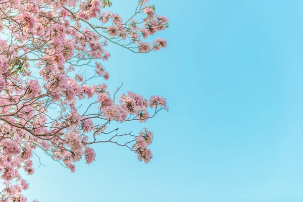 Bir pembe çiçek Neotropik ağaç ve mavi gökyüzü Tabebuia rosea olduğunu — Stok fotoğraf