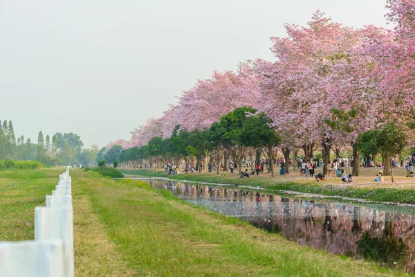 Tabebuia rosea es un árbol neotropical de flor rosa en Nakhon Patho — Foto de Stock