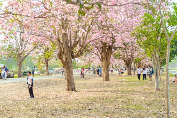 Tabebuia rosea är en rosa blomma neotropical träd i Nakhon Patho — Stockfoto