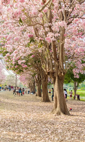 Tabebuia rosea jest drzewem neotropical różowy kwiat w Nakhon dziedzicznych — Zdjęcie stockowe