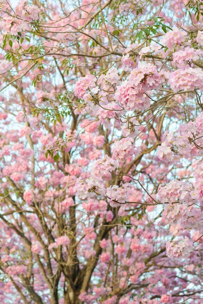 Tabebuia rosea pembe çiçek neotropikal ağaç