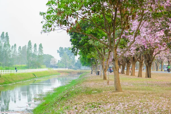 Tabebuia rosea est un arbre néotropical à fleurs roses à Nakhon Patho — Photo