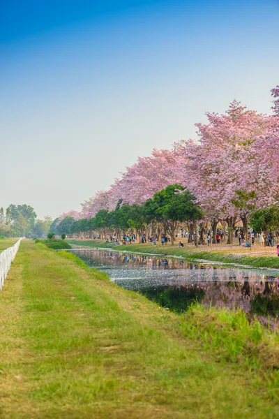 Tabebuia バラ色はナコンラチャシマ病態のピンクの花新熱帯区木です。 — ストック写真