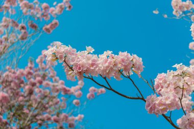 Bir pembe çiçek Neotropik ağaç ve mavi gökyüzü Tabebuia rosea olduğunu