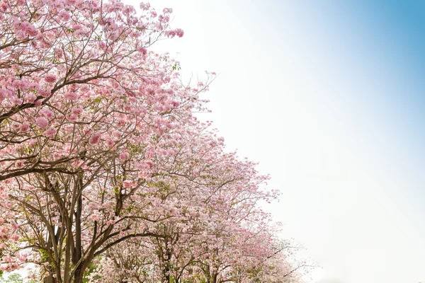 Tabebuia rosea pembe çiçek neotropikal ağaç — Stok fotoğraf