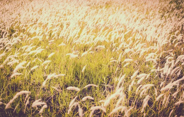 Циліндрична імператриця Бов з трави перо в природі — стокове фото