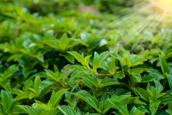 Bio verde saudável fresco e tema de natureza ecológica com borrão abstrato — Fotografia de Stock