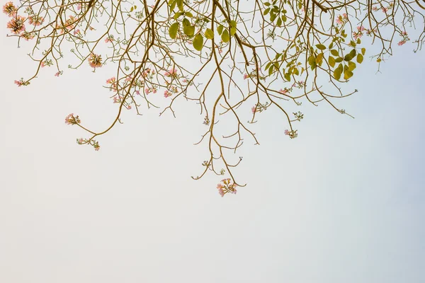 Ağaç dalları karşı ve pembe çiçek gökyüzüne niteliğine — Stok fotoğraf