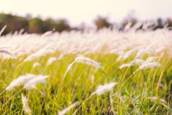 Imperata cylindrica Beauv of Feather grass in nature — Stock Photo, Image