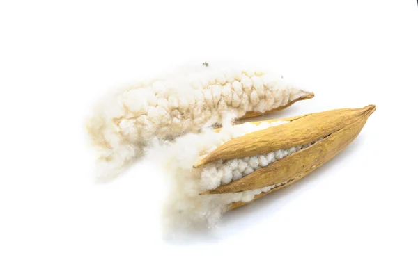 Kapok seeds with white fiber for making pillow — Stock Photo, Image