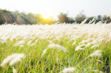 Imperata cylindrica tüy Beauv çim doğada