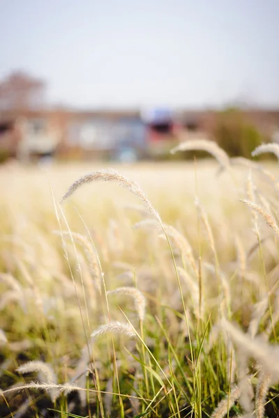Imperata cylindrica Beauv pióro trawy w przyrodzie — Zdjęcie stockowe