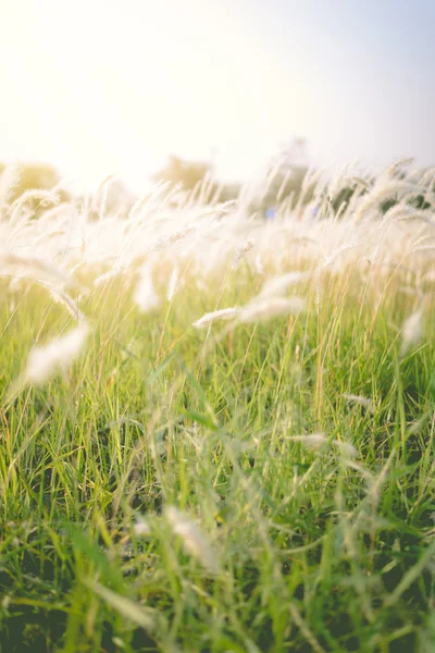 Imperata cylindrica Beauv of Feather grass in nature — Stock Photo, Image