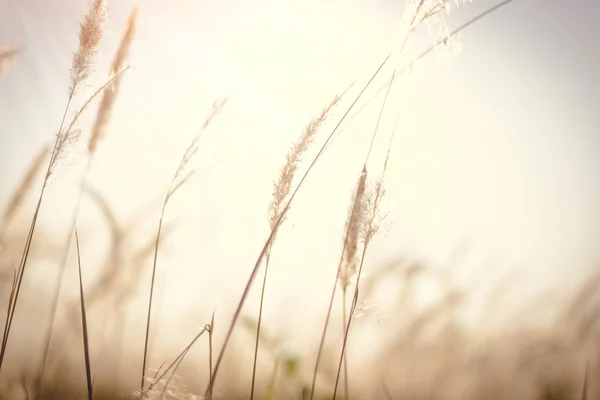 Imperata cylindrica Beauv of Feather grass in nature — Stock Photo, Image