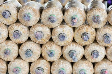 Toprak ve talaş mantar yetiştirme