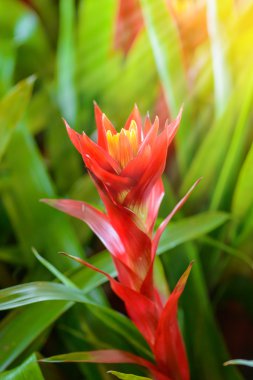 Bromeliad Çiçek bahçesinde