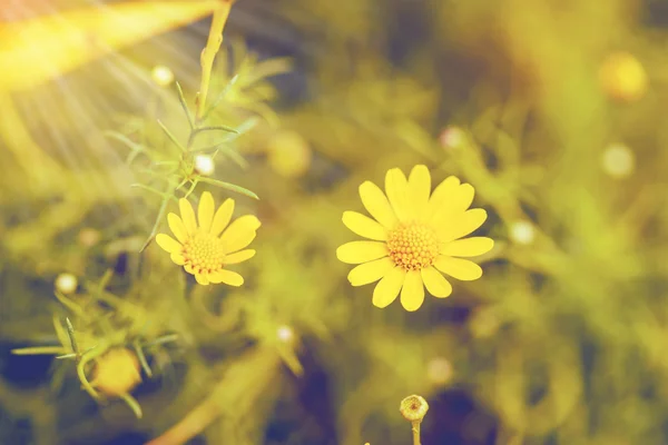 Yellow daisy field — Stock Photo, Image