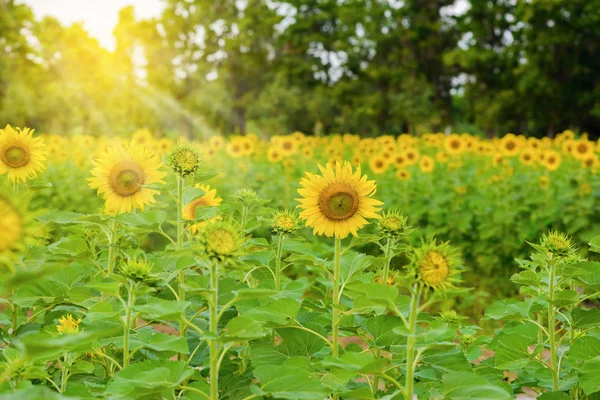 Sunflower field over cloudy blue sky — Stock Photo, Image