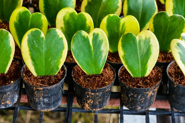 Hoya kerrii Craib in bloempot — Stockfoto