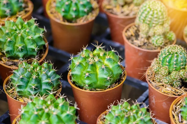 Kleine cactus in een pot — Stockfoto