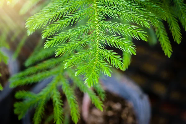 Närbild av Nolfolk Island tall blad i trädgården — Stockfoto