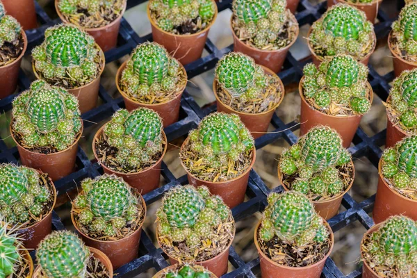 Kleine cactus in een pot — Stockfoto