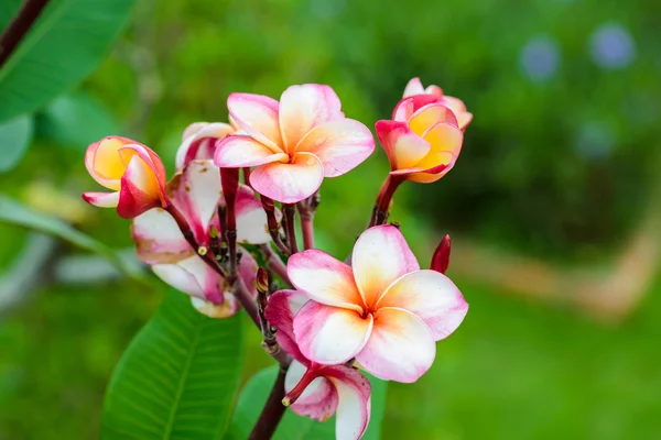 Frangipani flower on the tree — Stock Photo, Image
