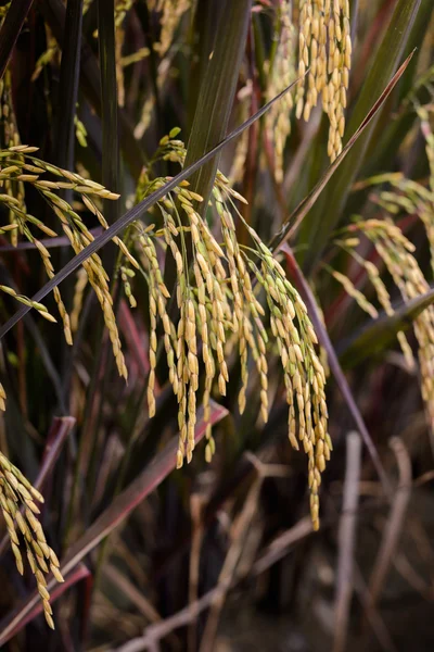 Close up ear of paddy or rice in organic field, — Stock Photo, Image